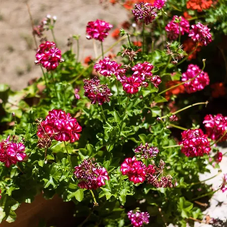 Сasa de vacaciones Stella, With Garden, Five Minutes From The *