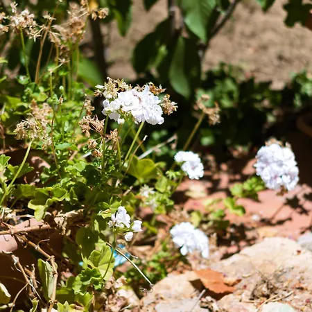 Stella, With Garden, Five Minutes From The Semesterbostad Torre delle Stelle